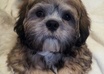 take a picture of my Hachi with any statement you want