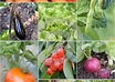 show you the most effective organic gardening method