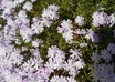 give you good herbal gardening advice