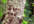 plant a tree in India with you name or short message on it