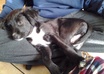 identify breed of your dog
