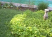 send you 150 mung or adzuki bean seeds