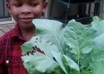 help you start a organic vegetable garden