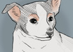 draw an animal of your choice