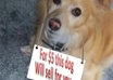 have my dog hold a sign with your ad