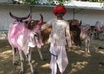 send you a postcard from rajasthan
