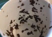 teach you how to read tea leaves small1
