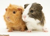 write about anything related to guinea pigs