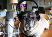 mention your beauty site or service on syndicated podcast