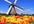 write your DUTCH content