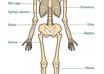 teach you some anatomy