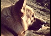 answer any question about your DOG