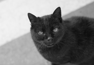 buy food and feed an alley street cat that always come to my house big1
