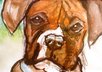 Dogs and animals