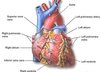 tell you 14 natural ways to lower your CHOLESTEROL