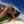 surfbum