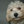 streetdog