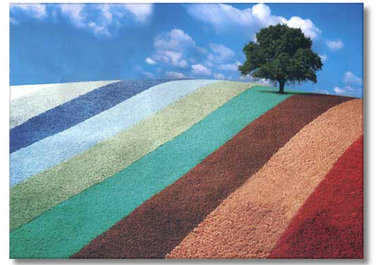 help you with any carpet questions you may have big1