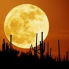 moonchild67