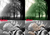change your Black And White Picture into Color Picture