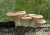 answer five questions related to increasing oyster mushrooms small1