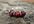make a sterling silver cranberry faceted cut Pearl ring