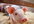 give you a link to download 1000 Stock Video Clips of Animals Royalty FREE to use immediately