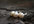 make a Sterling Silver White Pearl Ring