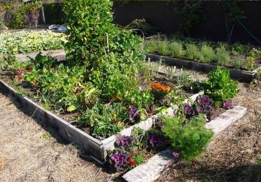 teach you how to grow healthy and delicious food and medicine with economy big1