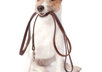 tell you how to make more money as a dog walker