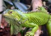 answer and questions about pet reptiles small1
