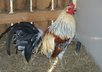 teach U how to make thousands a month raising chickens part time