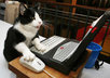 ping your website or blog to over 70 services