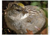 send you an original bird photograph postcard from Sonoma County California 