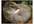 send you an original bird photograph postcard from Sonoma County California 