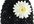 ship you a Black Beanie with White Silk Daisy