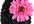 ship you a Black Beanie with Hot Pink Silk Daisy