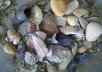 send you seashells from the NC coast