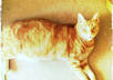 mutter the name of yr dad under my breath whilst feeding the cat for Fathers Day