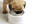 give you an Audio and eBook on Training Your Dog or Puppy