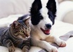 Dog_20_20cat2_1_