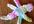 make and ship 1 crocheted dragonfly hair barrette