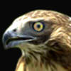 alaback5