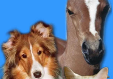 answer any question you may have about starting your own petsitting business big1