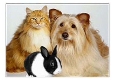 reccommed a Vet for your pets in Chattanooga TN big1