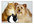 reccommed a Vet for your pets in Chattanooga TN
