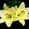 nanany21