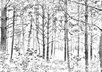 create a pencil sketch drawing from any picture