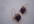 make a pair Peanut Butter Jelly Sandwich Earrings