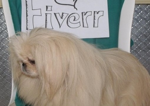 take 3 pictures of my grey persian cat OR my white pekingese dog with your sign to promote your business or website big1